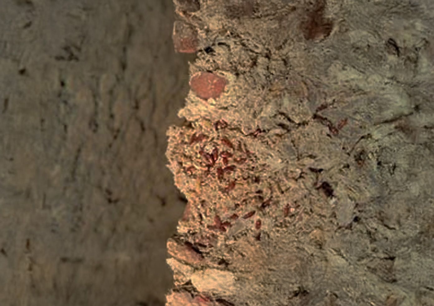 Désinfection - désinsectisation